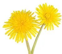 healthy-liver-food-Dandelion