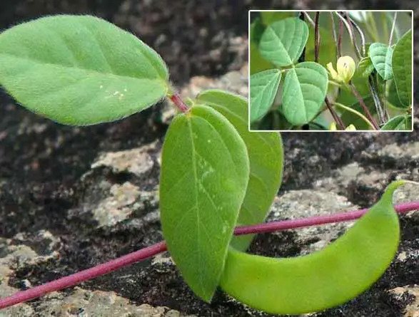 ayurveda-kulath-dal-for-good-health